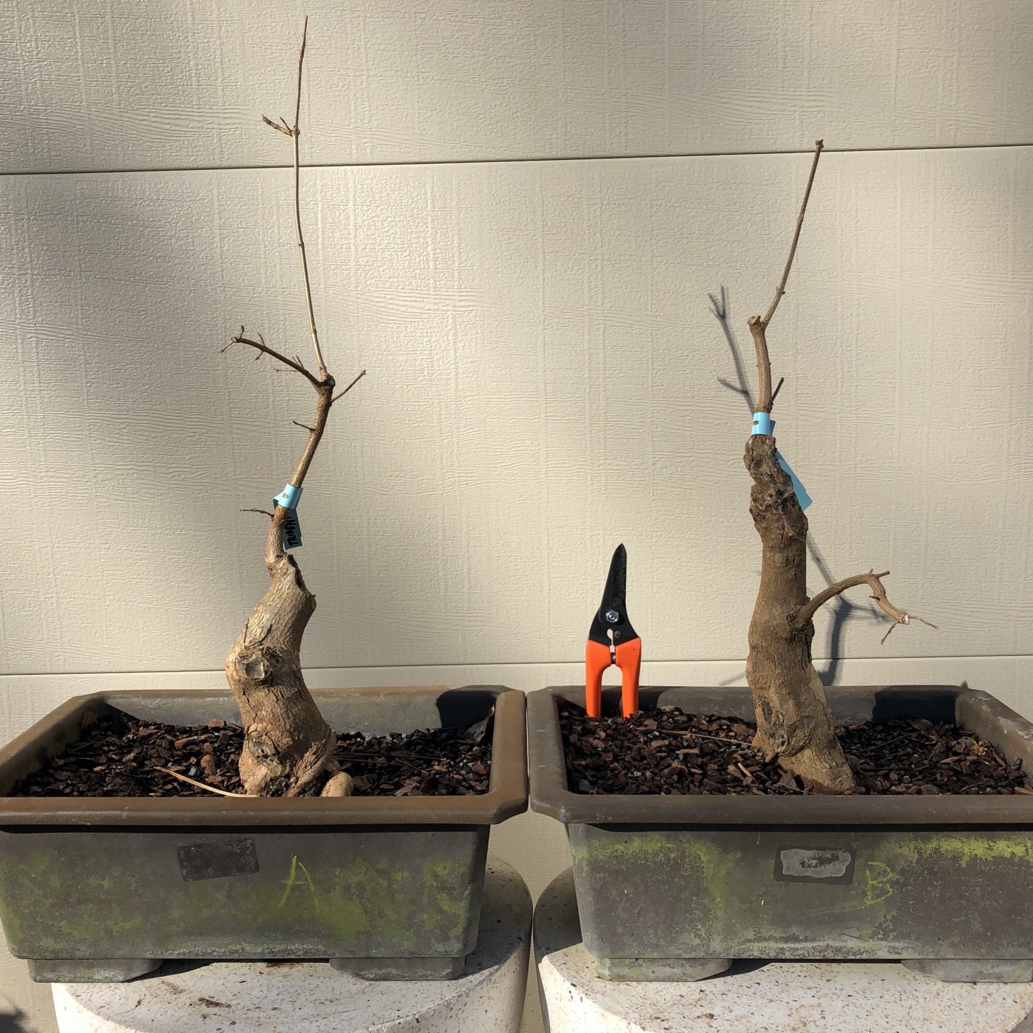 trident maple tree bonsai Trident Maple Bonsai Tree