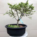 Seiju Chinese Elm Bonsai Tree