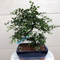 Chinese Elm Bonsai