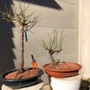 Japanese Apricot/Plum Bonsai - Prunus mume (Ume)