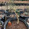 Ume Japanese Apricot-Japanese Plum Bonsai 18