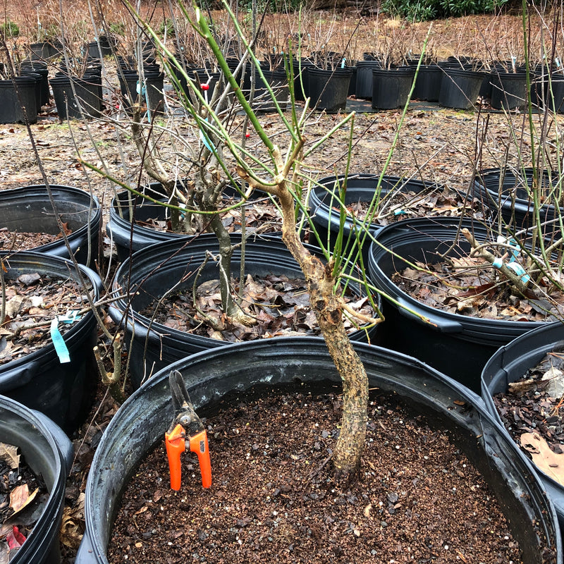 Ume Japanese Apricot-Japanese Plum Bonsai 18