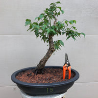 Japanese Plum /Apricot Bonsai