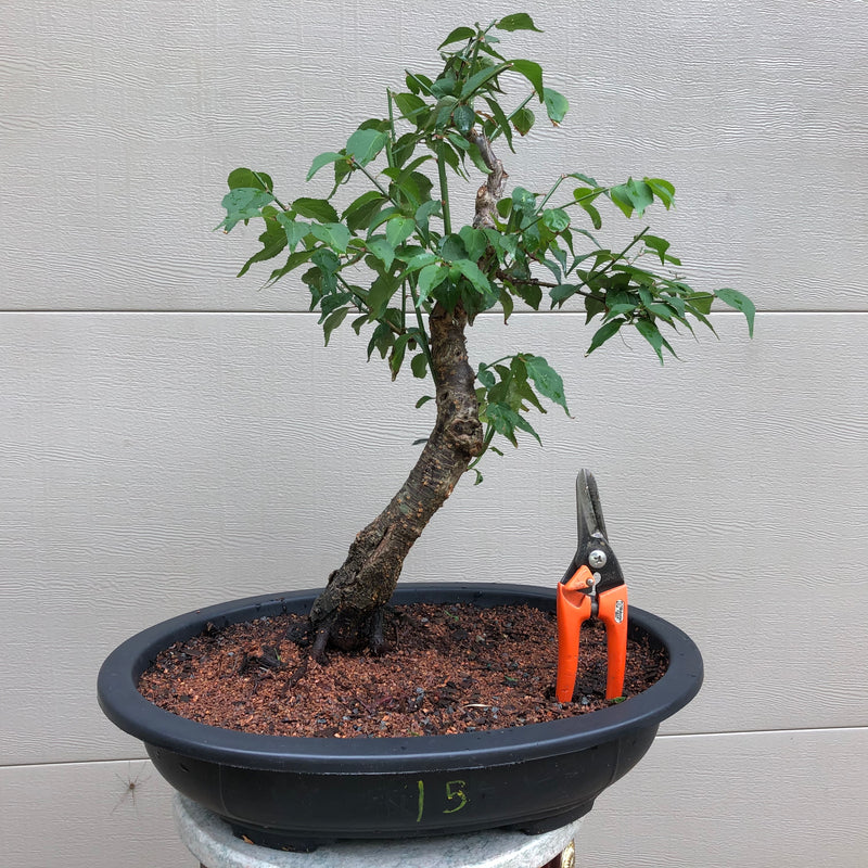 Japanese Apricot/Plum Bonsai - Prunus mume (Ume)