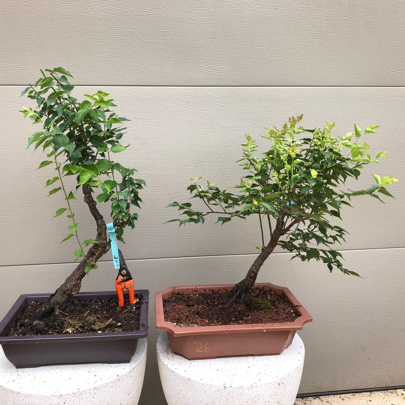 Japanese Apricot/Plum Bonsai - Prunus mume (Ume)