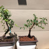 Japanese Apricot/Plum Bonsai - Prunus mume (Ume)