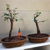 Japanese Plum /Apricot Bonsai