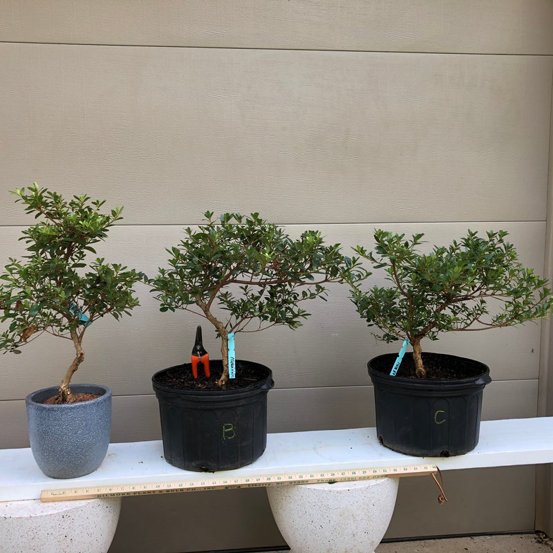 Azalea Satsuki 'Wakebisu' Bonsai Tree