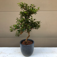 Satsuki Azalea 'Wakebisu' Bonsai