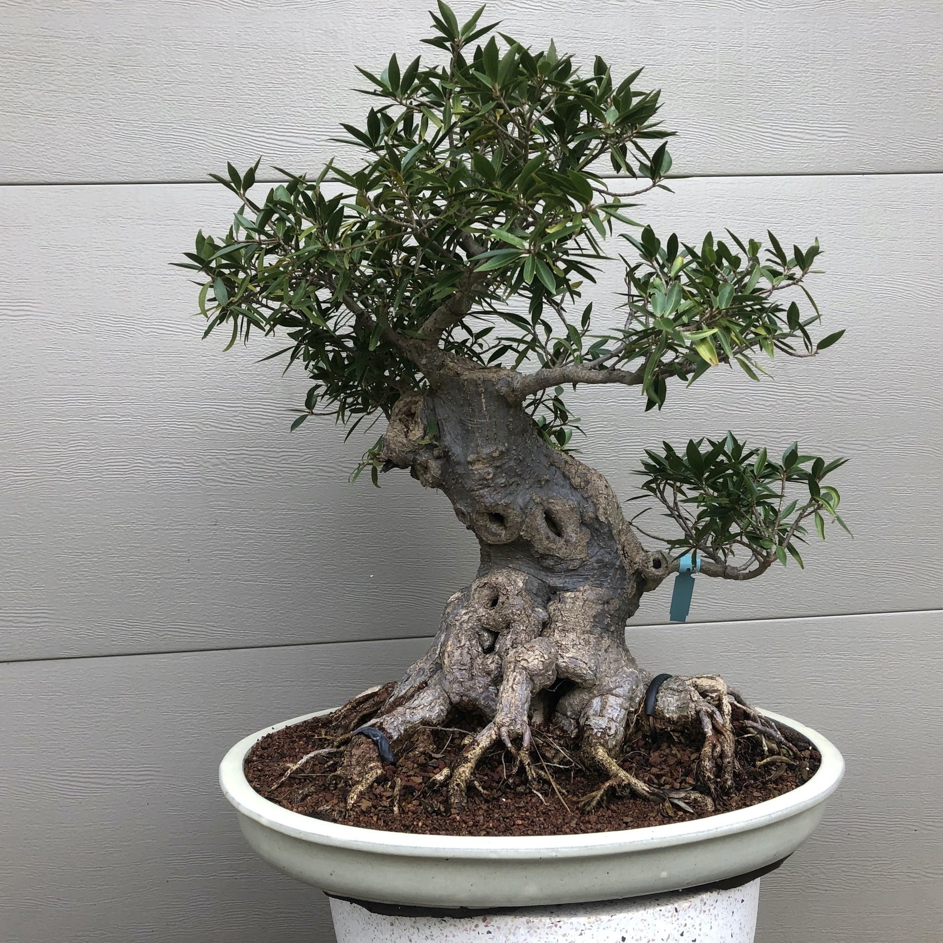 Willow Leaf Ficus – Bella Bonsai Nursery