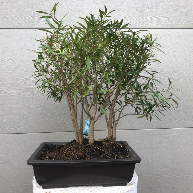 Willow Leaf Ficus Forest