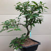 Winterberry Bonsai Tree