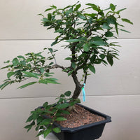 Winterberry Bonsai Tree