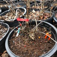 Winterberry Bonsai Tree