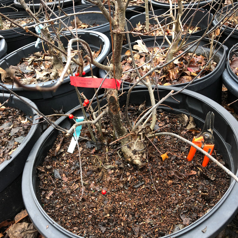 Winterberry Bonsai Tree