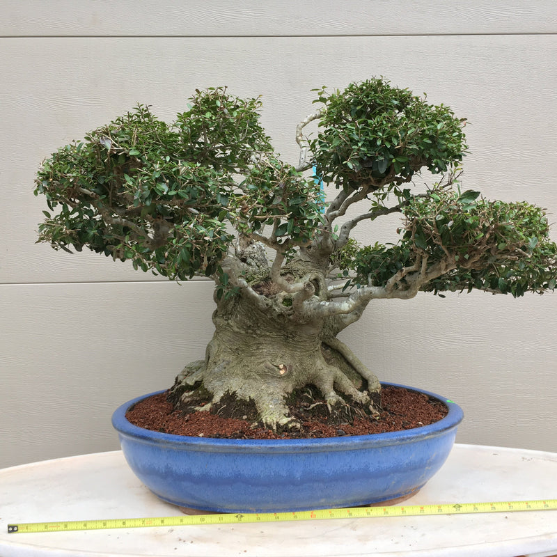 yaupon holly bonsai tree Yaupon Holly Bonsai Tree