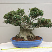 Yaupon Holly Bonsai Tree - Ilex vomitoria