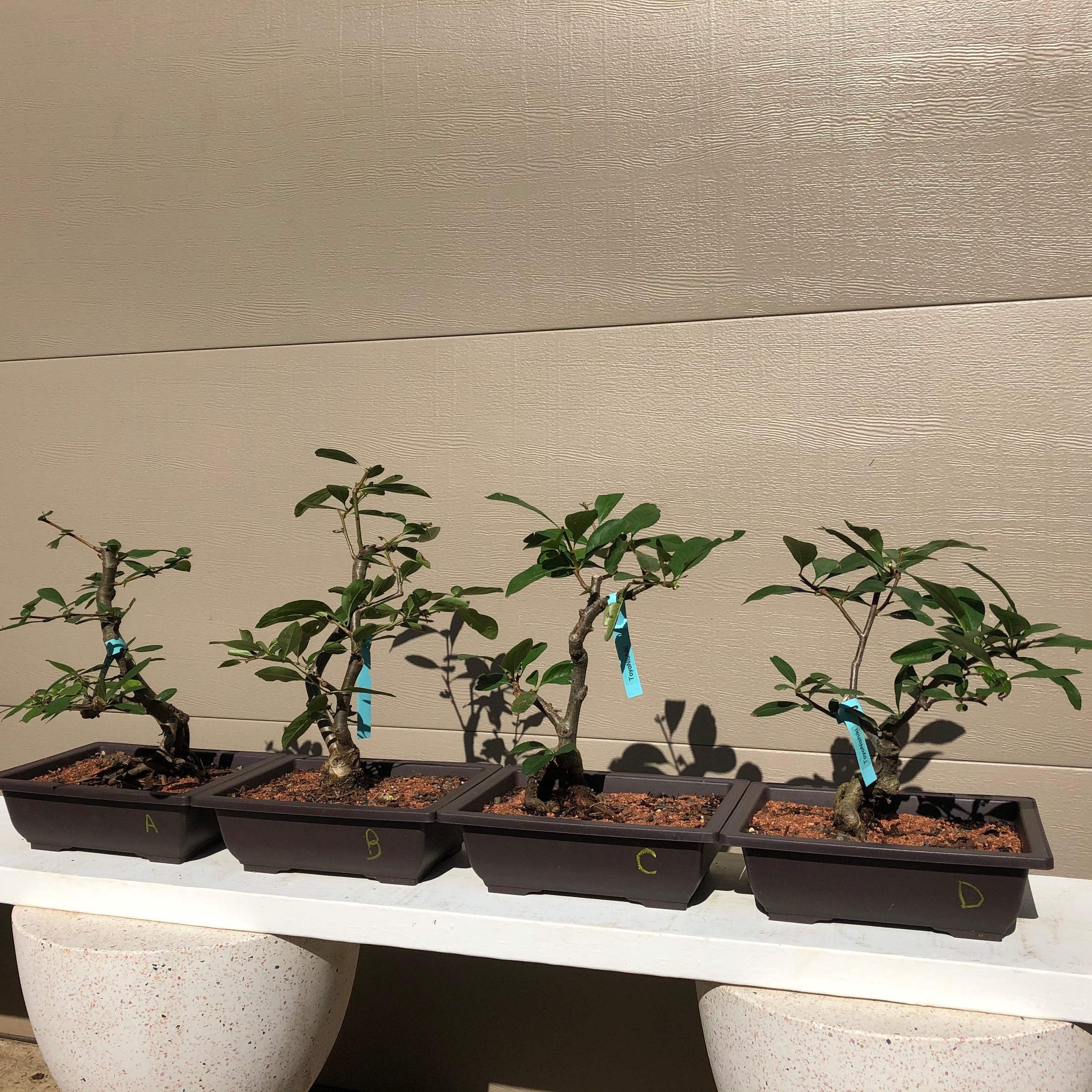 indoor flowering bonsai trees for sale Flowering Quince Bonsai Tree