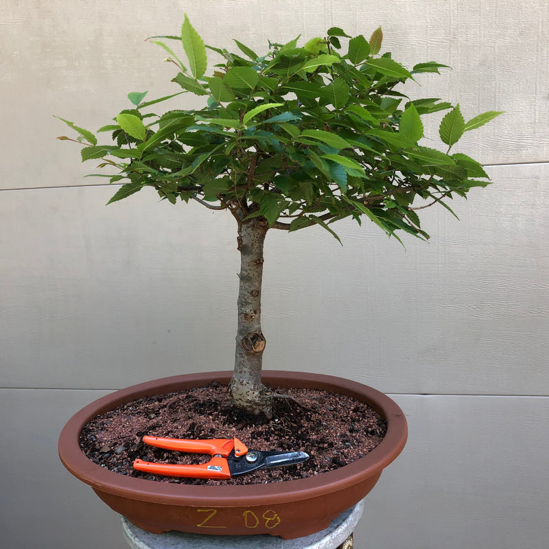 Zelkova Bonsai Z08