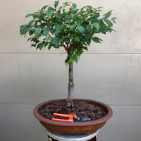 Zelkova Bonsai Z09