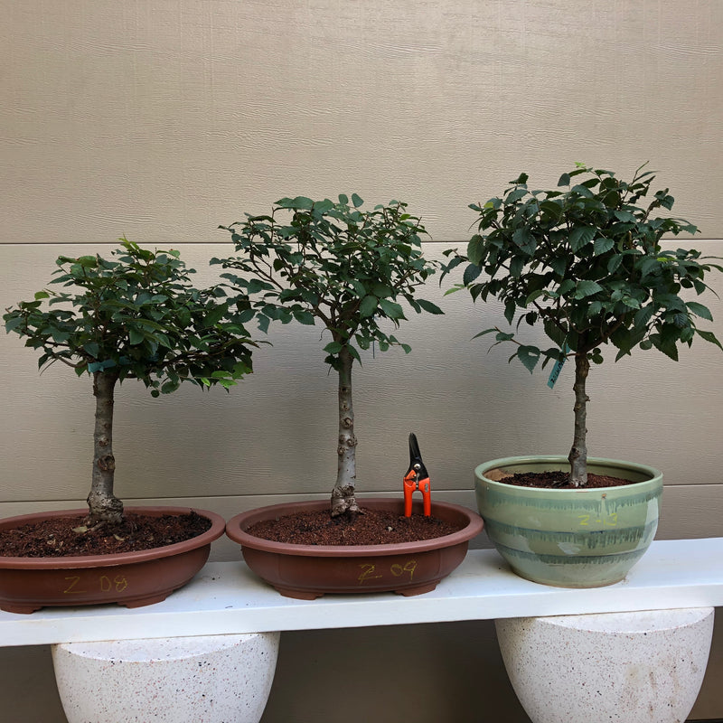 Zelkova Bonsai 8, 9 or 13