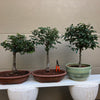 Zelkova Bonsai Z09