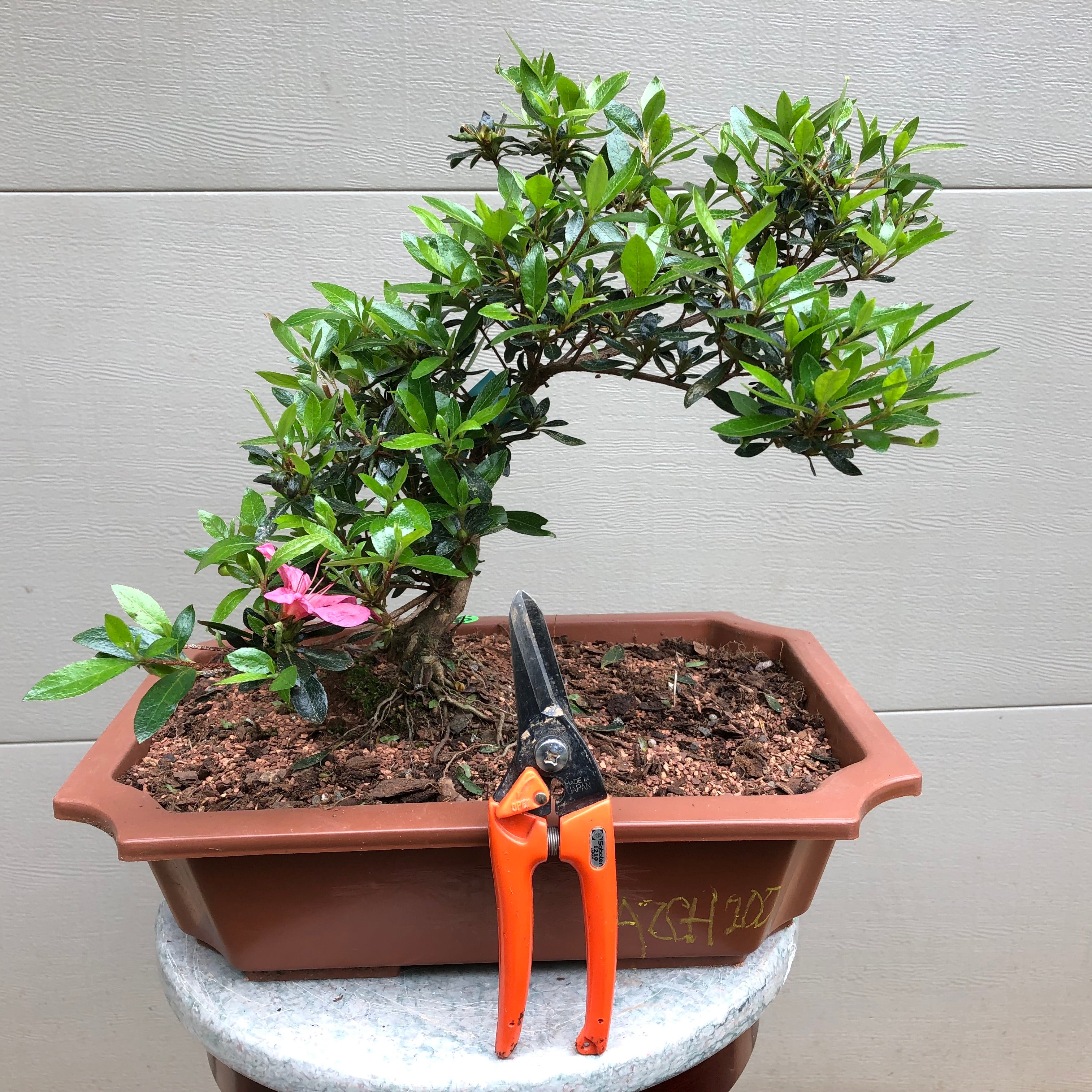 Azalea Satsuki 'Chinzan' Bonsai Tree – Bella Bonsai Nursery
