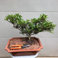 Azalea Satsuki 'Chinzan' Bonsai Tree