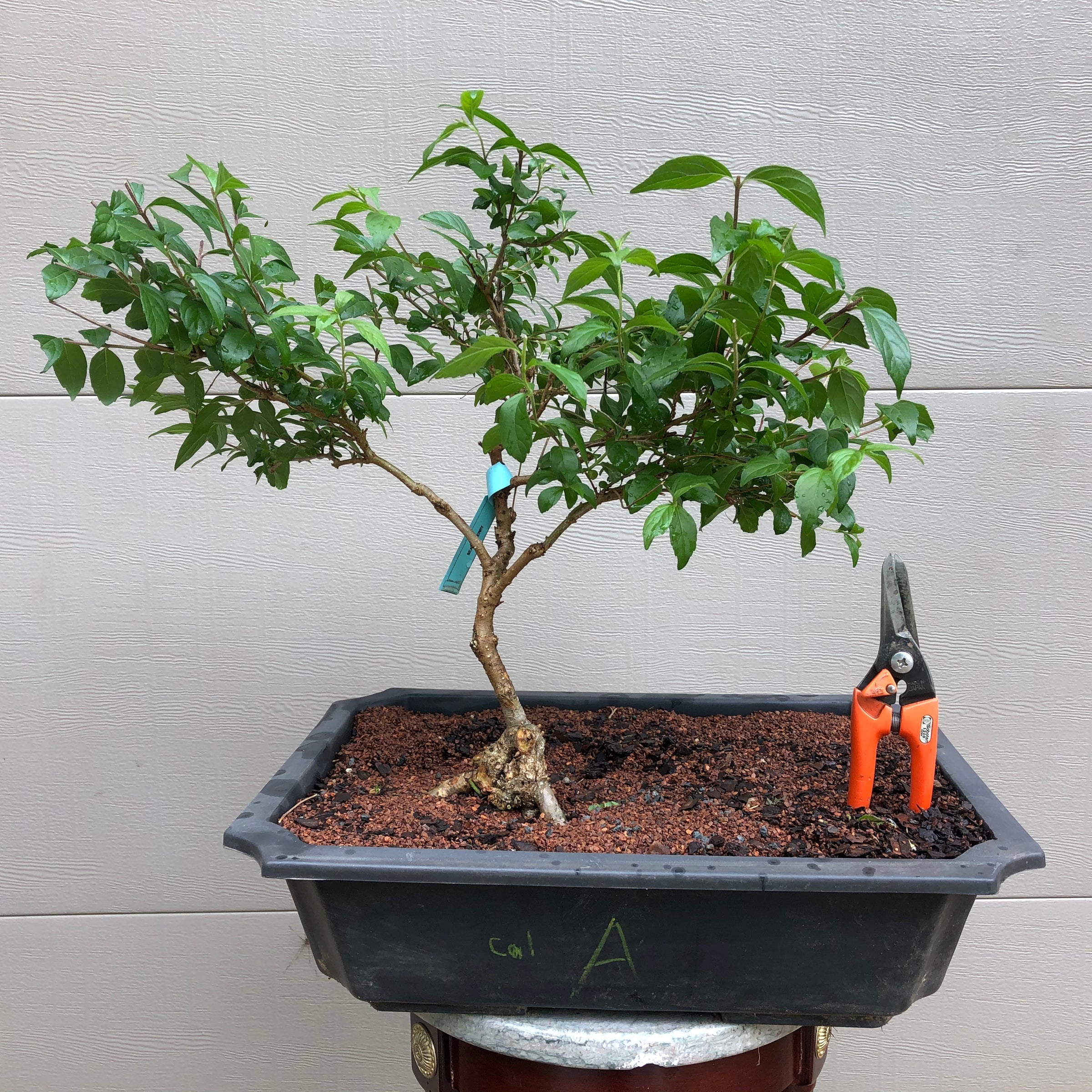 bonsai purple tree Purple Beautyberry Bonsai Tree – Bella Bonsai Nursery