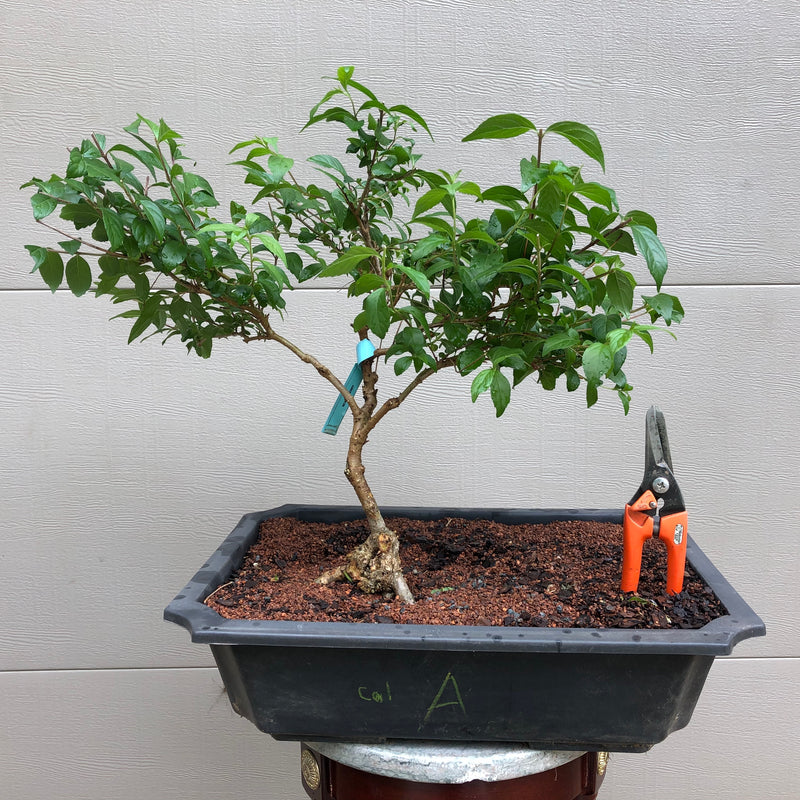 purple bonsai tree Purple Beautyberry Bonsai Tree – Bella Bonsai Nursery
