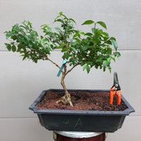 Purple Beautyberry Bonsai Tree 2