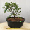 Catlin Chinese Elm -Ulmus parvifolia