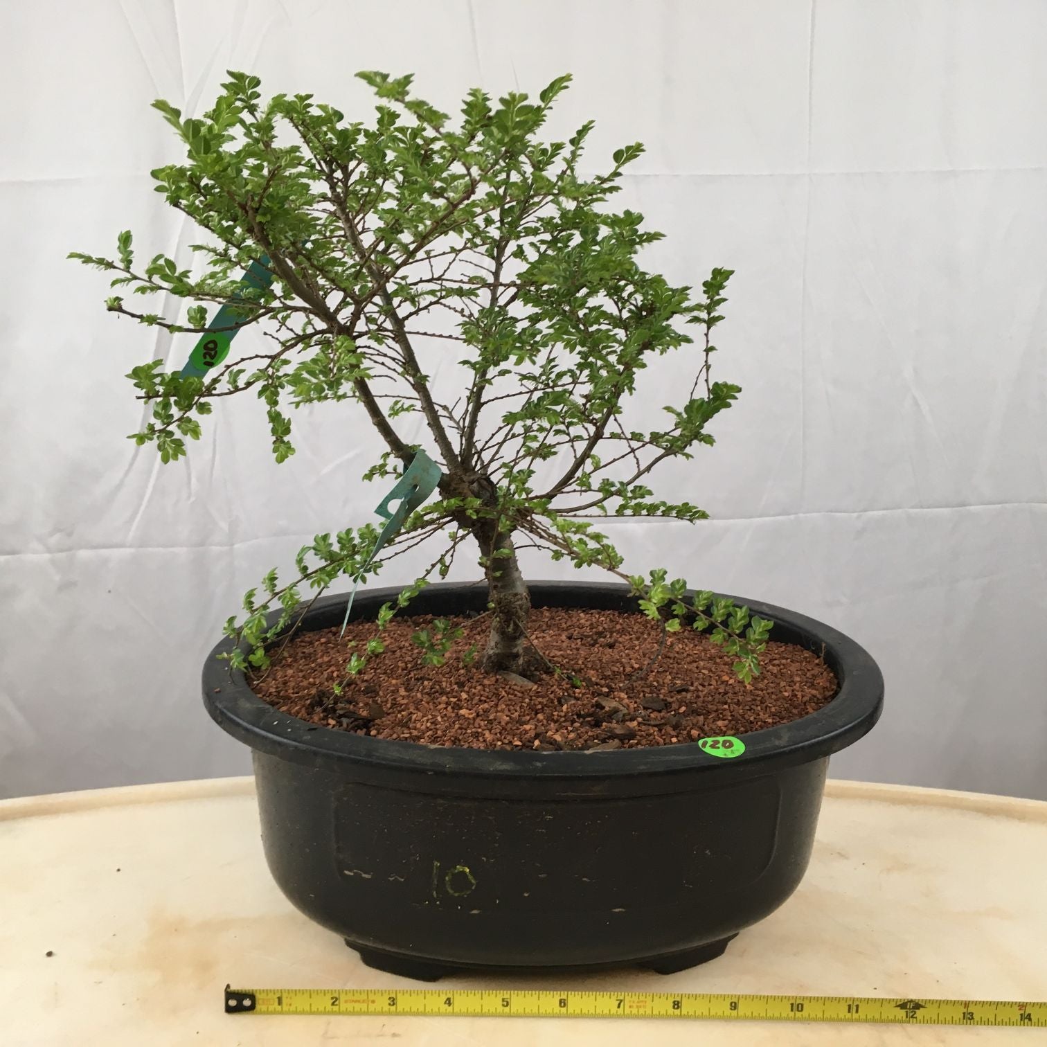 Catlin Chinese Elm -Ulmus parvifolia – Bella Bonsai Nursery