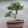 Crepemyrtle med