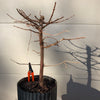 Dawn Redwood Bonsai Tree