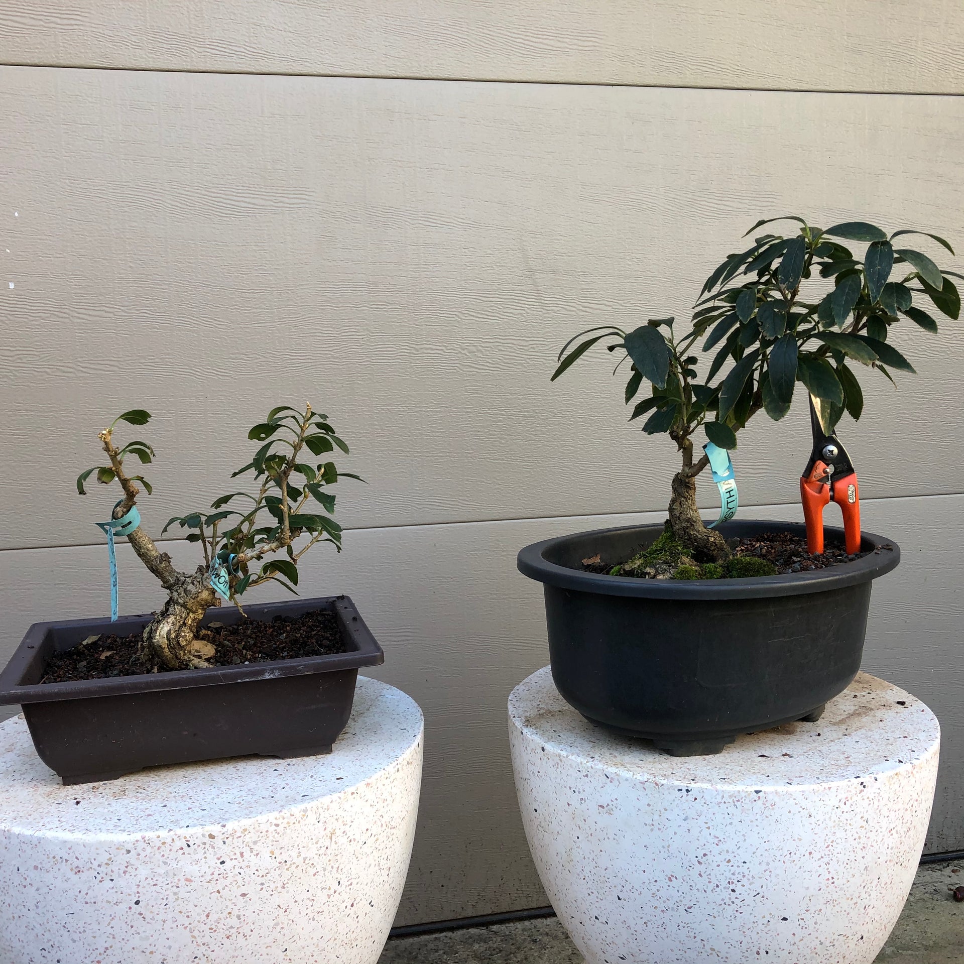 bonsai tree santa clarita Forsythia