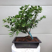 Fuji Cherry 3 gal size -Prunus incisa 'Kojo no-mai'