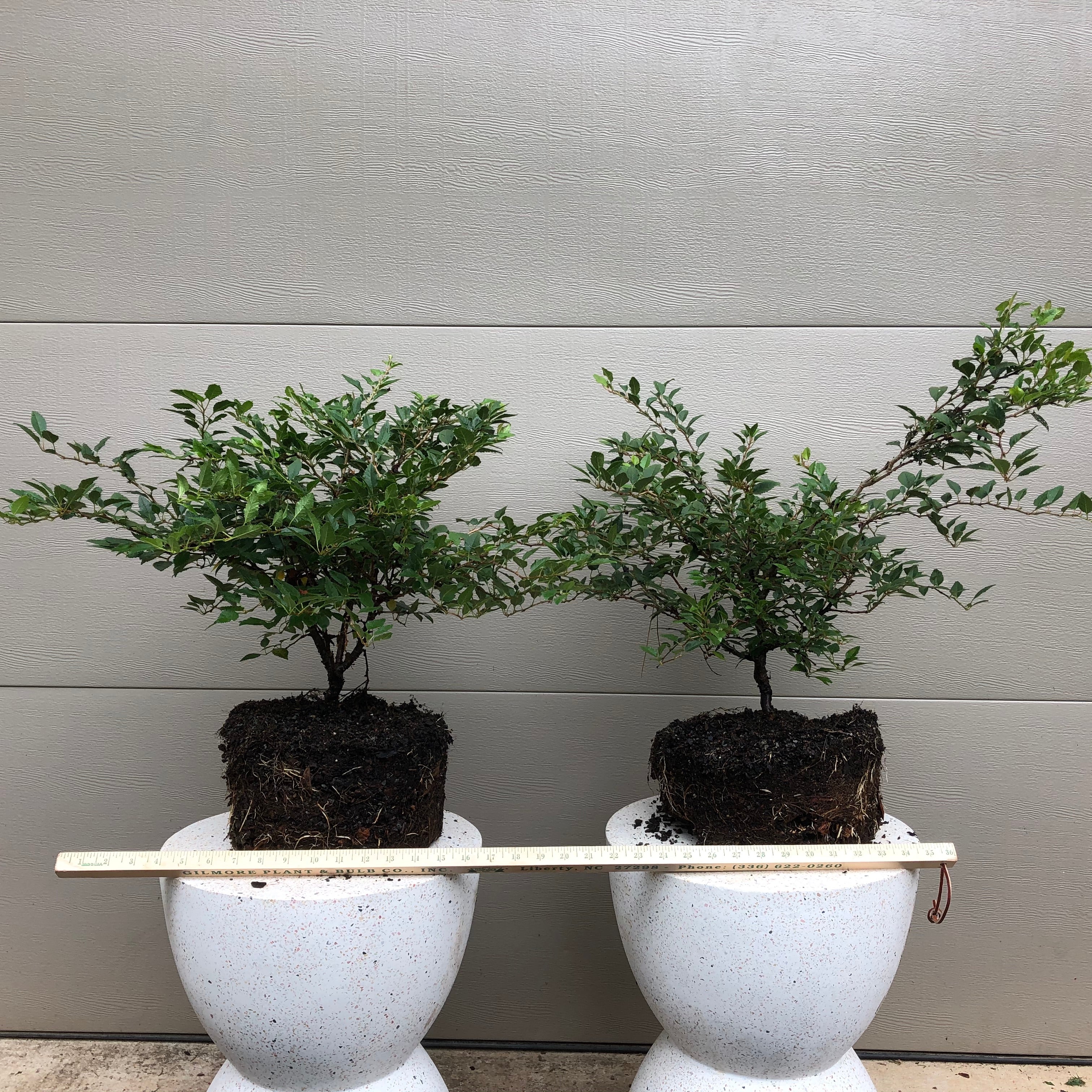 Mt. Fuji Cherry -kojo-no-mai 1 – Bella Bonsai Nursery