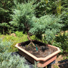 Grey Owl Juniper Bonsai