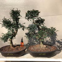 Chinese Elm Bonsai