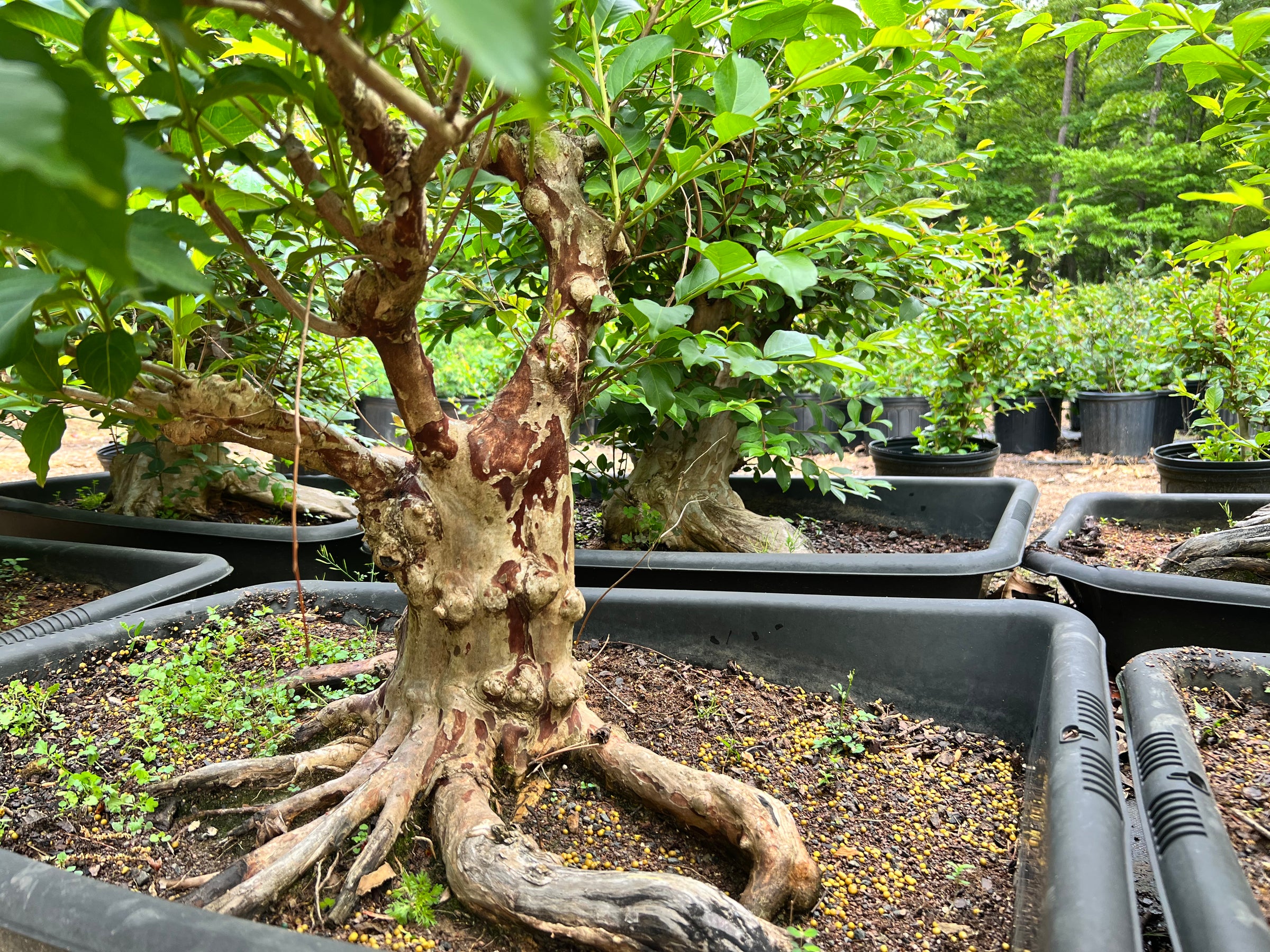 myrtle bonsai tree Crepemyrtle varieties Bonsai Tree – Bella Bonsai Nursery