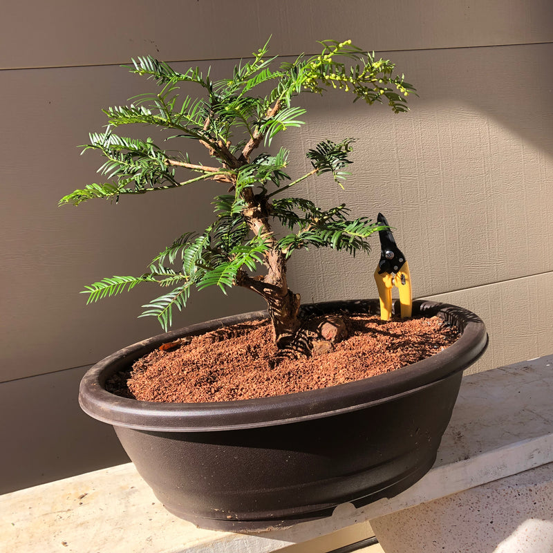 Japanese Plum Yew - Cephalotaxus 'Fritz Huber' – Bella Bonsai Nursery Japanese Plum Yew - Cephalotaxus 'Fritz Huber' – Bella Bonsai Nursery