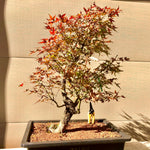 Arakawa Japanese Maple Bonsai Tree