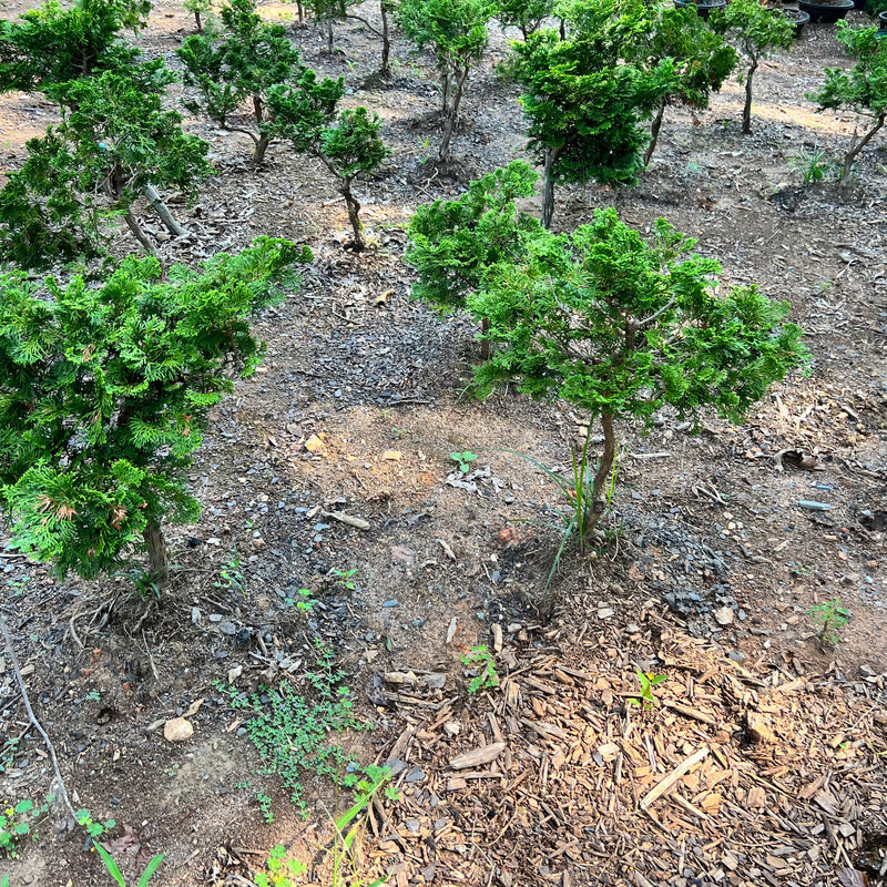 Chamaecyparis obtusa 'Hinoki' - Falsecypress