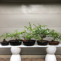 Abelia Bonsai Tree