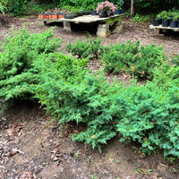 Chinese Foemina Juniper Bonsai Tree