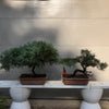 Kingsville Dwarf Boxwood Bonsai