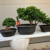 Kingsville Dwarf Boxwood Bonsai