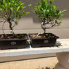 Tigerbark Ficus Bonsai Tree