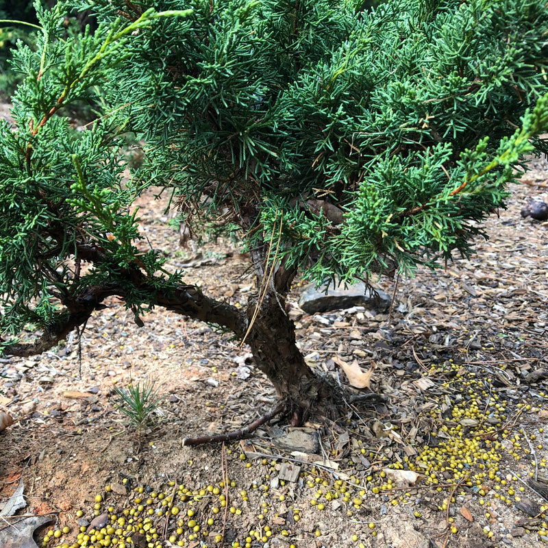 Sea  Green Juniper Bonsai Tree